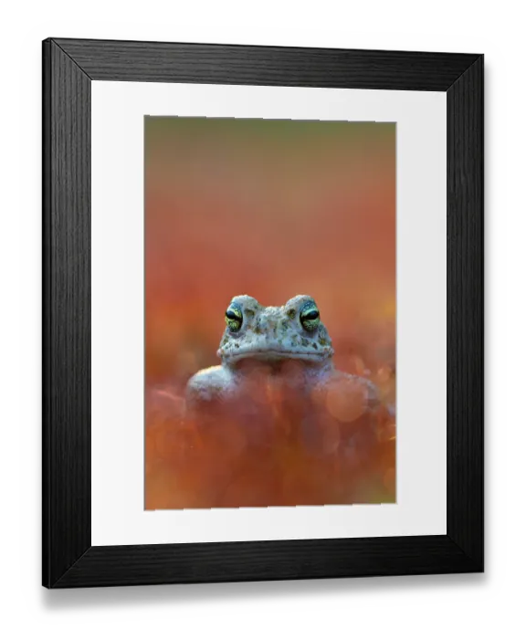 Framed Print : Natterjack toad (Epidalea calamita) portrait, Nijmegen, The Netherlands. May Framed Print : Natterjack toad (Epidalea calamita) portrait, Nijmegen, The Netherlands. May