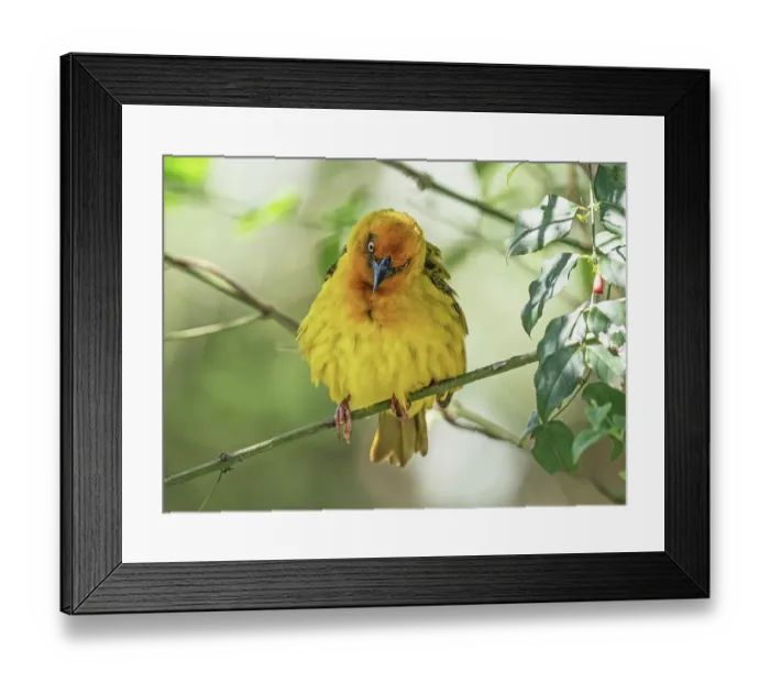 Framed Print : Cape weaver (Ploceus capensis) male, fluffed up perched on a twig, Breeda Trading Post, Malgas, Cape Province, South Africa Framed Print : Cape weaver (Ploceus capensis) male, fluffed up perched on a twig, Breeda Trading Post, Malgas, Cape Province, South Africa