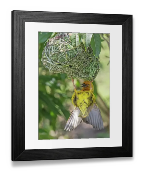 Framed Print : Cape weaver (Ploceus capensis) male displaying by calling, fluttering wings and hanging upside-down from the nest, Breeda Trading Post, Malgas, Cape Province, South Africa Framed Print : Cape weaver (Ploceus capensis) male displaying by calling, fluttering wings and hanging upside-down from the nest, Breeda Trading Post, Malgas, Cape Province, South Africa