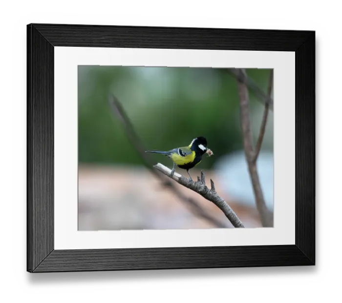Framed Print : Green backed tit (Parus monticolus) perched on branch with insect in beak, Munsiyari, Uttarakhand, India Framed Print : Green backed tit (Parus monticolus) perched on branch with insect in beak, Munsiyari, Uttarakhand, India