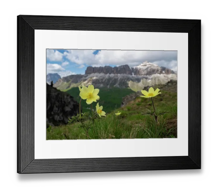 Framed Print : Yellow Alpine pasque flowers (Pulsatilla alpina apiifolia) in flower on mountain, Val di Fassa, Dolomites, Italy. June Framed Print : Yellow Alpine pasque flowers (Pulsatilla alpina apiifolia) in flower on mountain, Val di Fassa, Dolomites, Italy. June