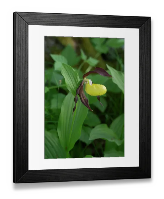 Framed Print : Lady's slipper orchid (Cypripedium calceolus) in flower, Estonia. May Framed Print : Lady's slipper orchid (Cypripedium calceolus) in flower, Estonia. May