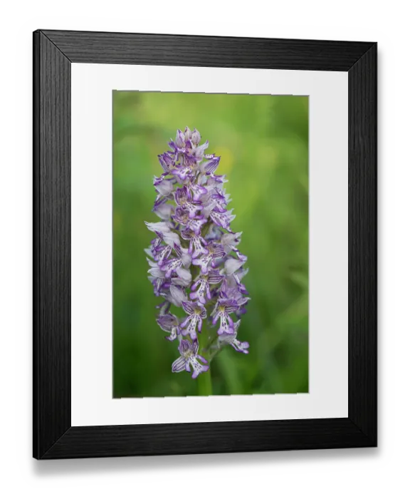 Framed Print : Military orchid (Orchis militaris) in flower, Estonia. May Framed Print : Military orchid (Orchis militaris) in flower, Estonia. May