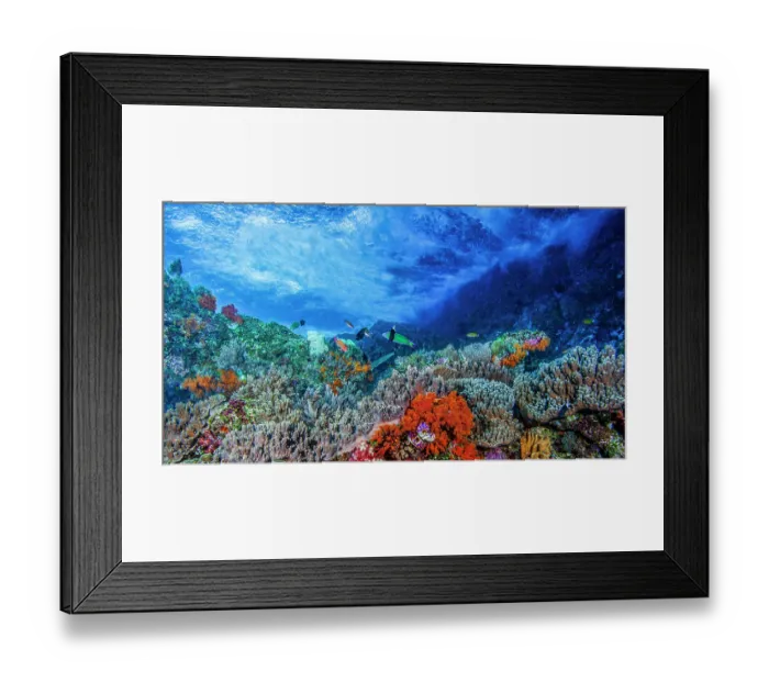 Framed Print : A reef top scene with breaking waves and soft corals (Fistularia, Lobophytum, Scleronephthya, Dendronephthya and others) Framed Print : A reef top scene with breaking waves and soft corals (Fistularia, Lobophytum, Scleronephthya, Dendronephthya and others)