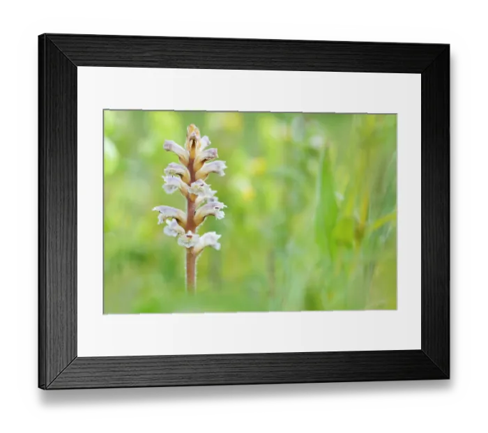 Framed Print : RF - Common / Lesser broomrape (Orobanche minor) in flower, Nijmegen, The Netherlands. May. (This image may be licensed either as rights managed or royalty free.) Framed Print : RF - Common / Lesser broomrape (Orobanche minor) in flower, Nijmegen, The Netherlands. May. (This image may be licensed either as rights managed or royalty free.)