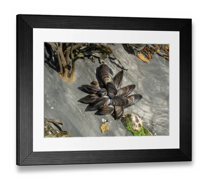Framed Print : Common mussels (Mytilus edulis) in shallow water on the shore, Cornwall, England, UK. July Framed Print : Common mussels (Mytilus edulis) in shallow water on the shore, Cornwall, England, UK. July