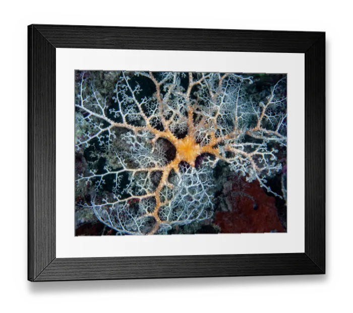 Framed Print : Spiny basket star (Euryale asperum) portrait, with prominent spines or tubercles on the central disc and arms Framed Print : Spiny basket star (Euryale asperum) portrait, with prominent spines or tubercles on the central disc and arms