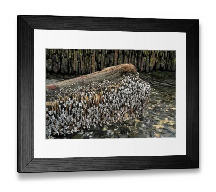 Framed Print : Common goose barnacles (Lepas anatifera) attached to large log washed in by winter storm, Boscastle, Cornwall, England, UK. December Framed Print : Common goose barnacles (Lepas anatifera) attached to large log washed in by winter storm, Boscastle, Cornwall, England, UK. December