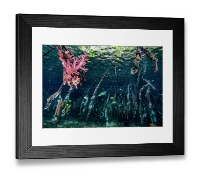 Framed Print : Mangrove roots with soft corals (Dendronephthya sp.), bryozoans and other encrusting organisms Framed Print : Mangrove roots with soft corals (Dendronephthya sp.), bryozoans and other encrusting organisms