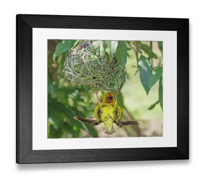 Framed Print : Cape weaver (Ploceus capensis) male displaying by calling, fluttering wings and hanging upside-down from the nest, Breeda Trading Post, Malgas, Cape Province, South Africa