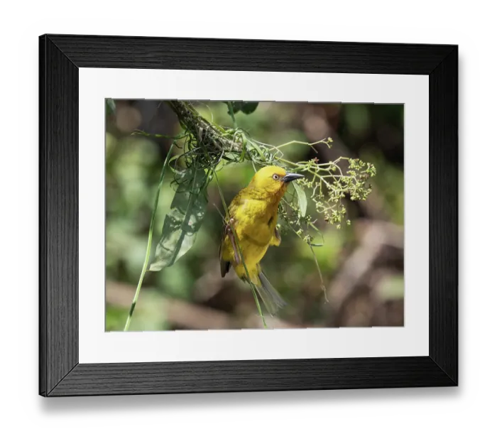 Framed Print : Cape weaver (Ploceus capensis) male, displaying, looking out from the rudimentary beginnings of the nest, Breeda Trading Post, Malgas, Cape Province, South Africa Framed Print : Cape weaver (Ploceus capensis) male, displaying, looking out from the rudimentary beginnings of the nest, Breeda Trading Post, Malgas, Cape Province, South Africa