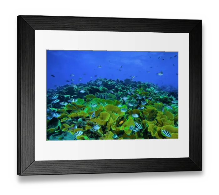 Framed Print : Waves breaking over a shallow reef with hard, plate-like Cabbage coral (Montipora sp.) and Scissortail sergeant damselfish (Abudefduf sexfasciatus) Framed Print : Waves breaking over a shallow reef with hard, plate-like Cabbage coral (Montipora sp.) and Scissortail sergeant damselfish (Abudefduf sexfasciatus)