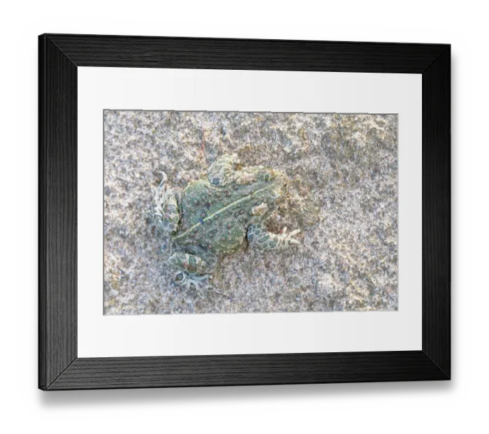 Framed Print : Natterjack toad (Epidalea calamita) camouflaged on sand, Millingerwaard, The Netherlands. March