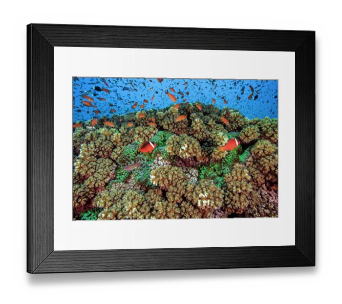 Framed Print : Branching hard coral (Pocillopora sp.) with Red and black anemonefish (Amphiprion melanopus), Bulb-tentacled sea anemone (Entacmaea quadricolor) Framed Print : Branching hard coral (Pocillopora sp.) with Red and black anemonefish (Amphiprion melanopus), Bulb-tentacled sea anemone (Entacmaea quadricolor)