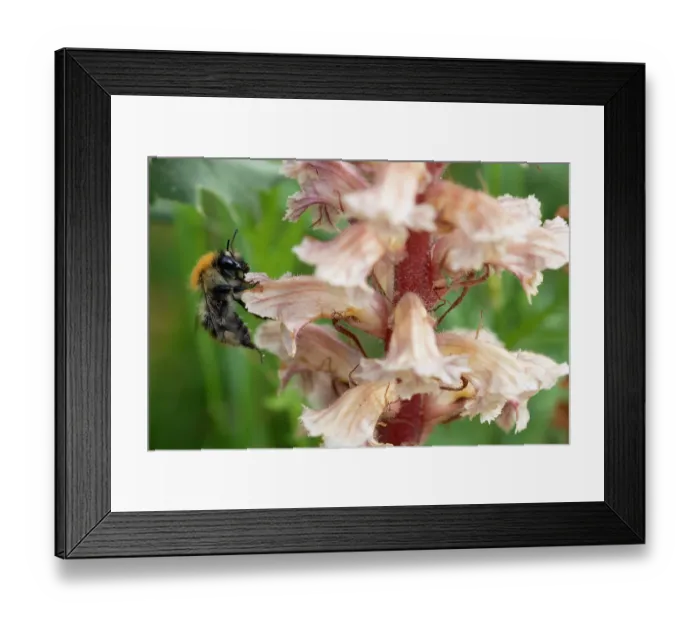 Framed Print : RF - Common carder bumblebee (Bombus pascuorum) nectaring on Amethyst broomrape (Orobanche amethystea) flower, Nijmegen, The Netherlands. May Framed Print : RF - Common carder bumblebee (Bombus pascuorum) nectaring on Amethyst broomrape (Orobanche amethystea) flower, Nijmegen, The Netherlands. May