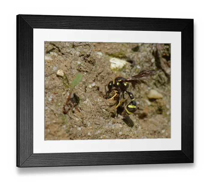 Framed Print : Heath potter wasp (Eumenes coarctatus) female, gathering a ball of clay for nest building, Dorset, England, UK. August Framed Print : Heath potter wasp (Eumenes coarctatus) female, gathering a ball of clay for nest building, Dorset, England, UK. August