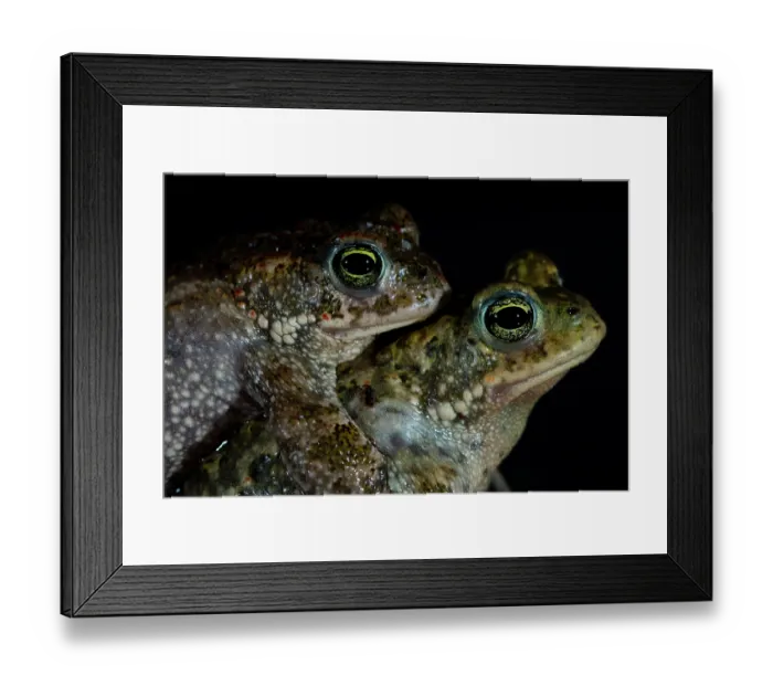 Framed Print : Natterjack toads (Epidalea calamita) pair in amplexus at night, Nijmegen, The Netherlands. May Framed Print : Natterjack toads (Epidalea calamita) pair in amplexus at night, Nijmegen, The Netherlands. May