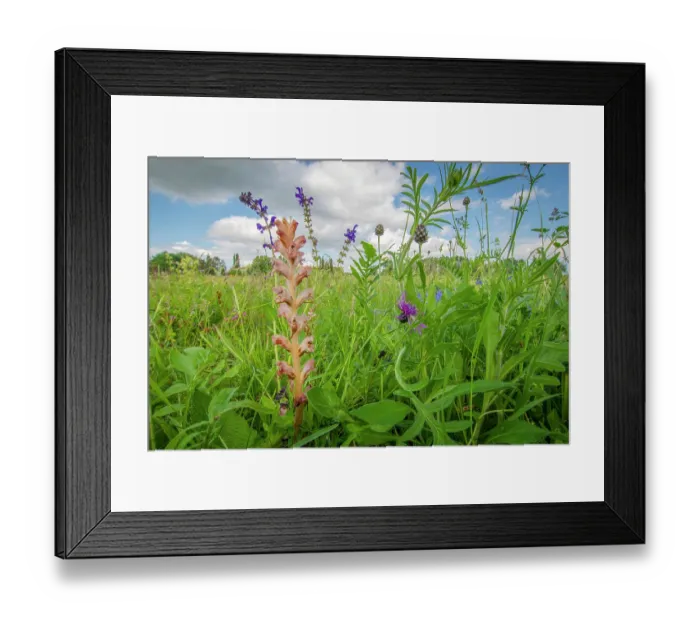 Framed Print : RF - Clove-scented broomrape (Orobanche caryophyllacea) flowering, Nijmegen, The Netherlands. May. (This image may be licensed either as rights managed or royalty free.)