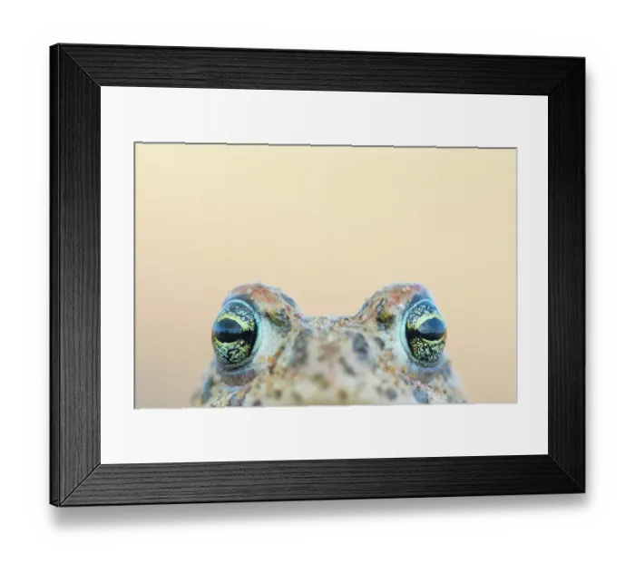 Framed Print : Natterjack toad (Epidalea calamita) head portrait, Millingerwaard, The Netherlands. April Framed Print : Natterjack toad (Epidalea calamita) head portrait, Millingerwaard, The Netherlands. April