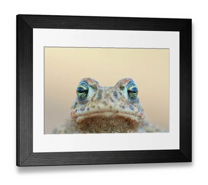 Framed Print : Natterjack toad (Epidalea calamita) head portrait, Millingerwaard, The Netherlands. April