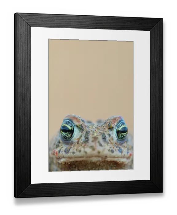 Framed Print : Natterjack toad (Epidalea calamita) head portrait, Millingerwaard, The Netherlands. April Framed Print : Natterjack toad (Epidalea calamita) head portrait, Millingerwaard, The Netherlands. April