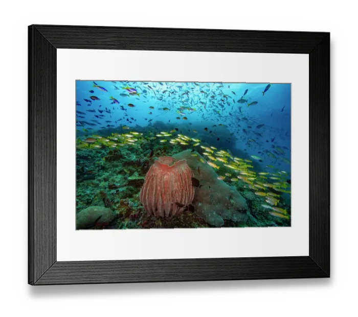 Framed Print : Pacific barrel sponge (Xestospongia testudinaria) with schooling Bigeye snappers (Lutjanus lutjanus), Blue and yellow fusiliers (Caesio teres) Framed Print : Pacific barrel sponge (Xestospongia testudinaria) with schooling Bigeye snappers (Lutjanus lutjanus), Blue and yellow fusiliers (Caesio teres)