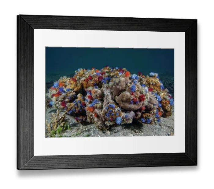 Framed Print : Hard coral (Porites sp.) with colourful polychaete tube worms (Spirobranchus sp.) on seabed, Raja Ampat, Indonesia, Pacific Ocean
