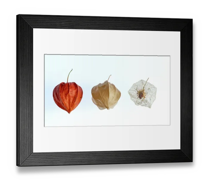 Framed Print : Chinese lantern (Physalis alkekengi) portrait showing development of seed pod (calyce). Studio shot Framed Print : Chinese lantern (Physalis alkekengi) portrait showing development of seed pod (calyce). Studio shot