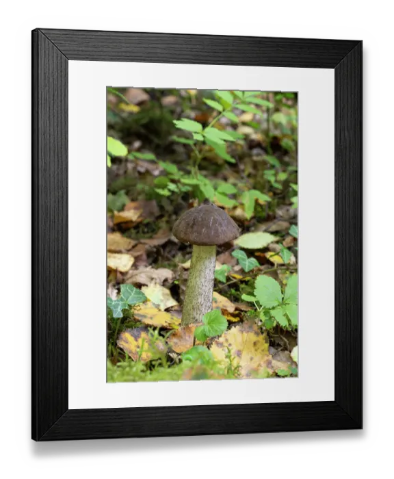 Framed Print : Brown birch bolete (Leccinum scabrum) mushroom on woodland floor, Sussex, England, UK. September Framed Print : Brown birch bolete (Leccinum scabrum) mushroom on woodland floor, Sussex, England, UK. September
