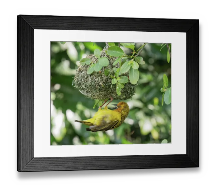 Framed Print : Cape weaver (Ploceus capensis) male displaying by calling, fluttering wings and hanging upside-down from his nest, Breeda Trading Post, Malgas, Cape Province, South Africa Framed Print : Cape weaver (Ploceus capensis) male displaying by calling, fluttering wings and hanging upside-down from his nest, Breeda Trading Post, Malgas, Cape Province, South Africa
