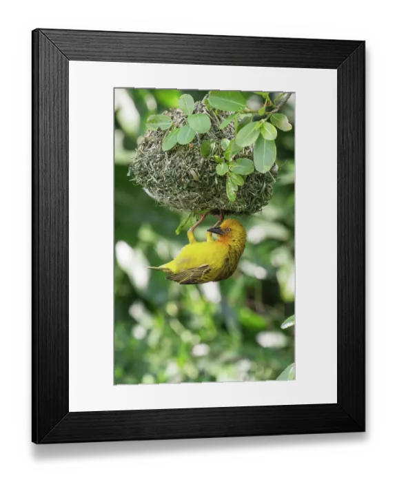 Framed Print : Cape weaver (Ploceus capensis) male displaying and hanging upside-down from the nest, Breeda Trading Post, Malgas, Cape Province, South Africa Framed Print : Cape weaver (Ploceus capensis) male displaying and hanging upside-down from the nest, Breeda Trading Post, Malgas, Cape Province, South Africa