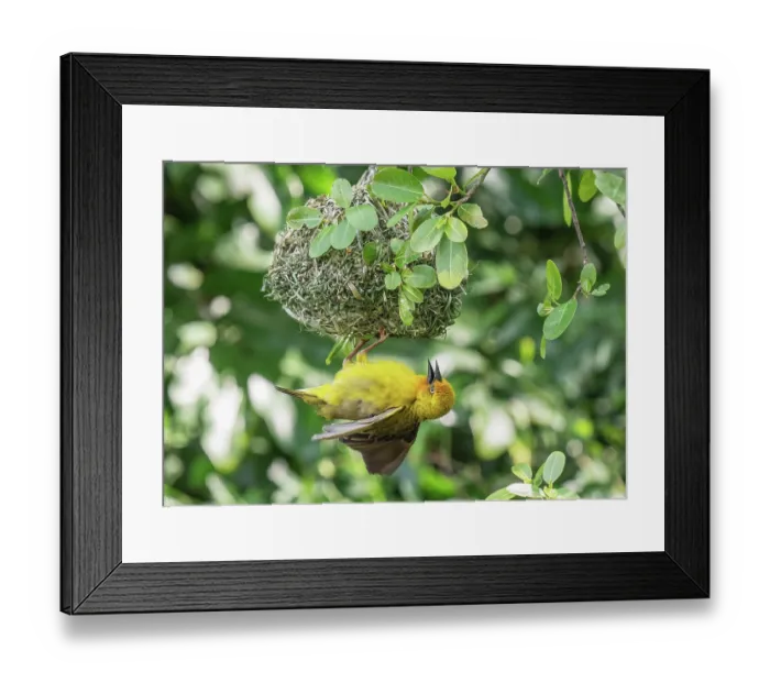 Framed Print : Cape weaver (Ploceus capensis) male, fluffed up and displaying by fluttering wings and hanging upside-down from his nest, Breeda Trading Post, Malgas, Cape Province, South Africa Framed Print : Cape weaver (Ploceus capensis) male, fluffed up and displaying by fluttering wings and hanging upside-down from his nest, Breeda Trading Post, Malgas, Cape Province, South Africa