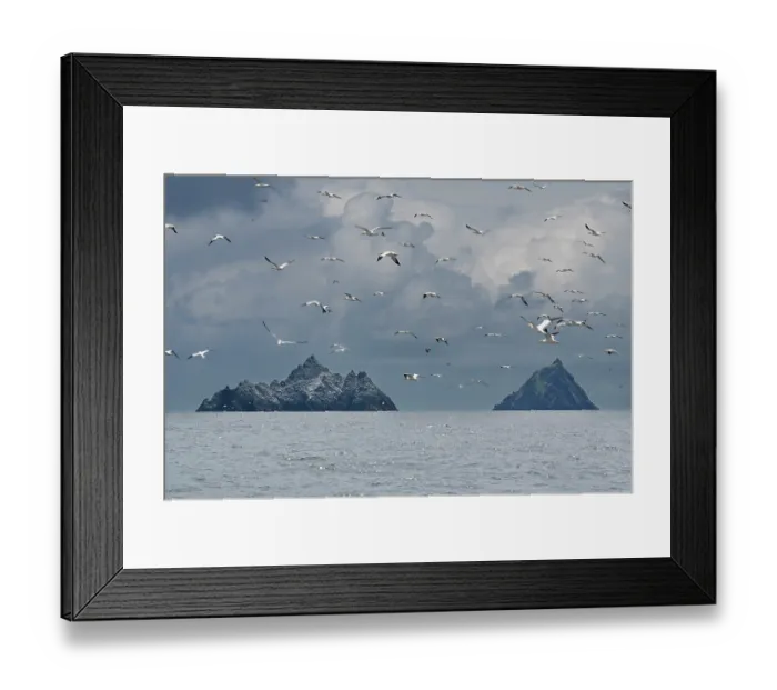 Framed Print : Skellig Islands with flock of seabirds in flight, County Kerry, Republic of Ireland. June, 2022 Framed Print : Skellig Islands with flock of seabirds in flight, County Kerry, Republic of Ireland. June, 2022