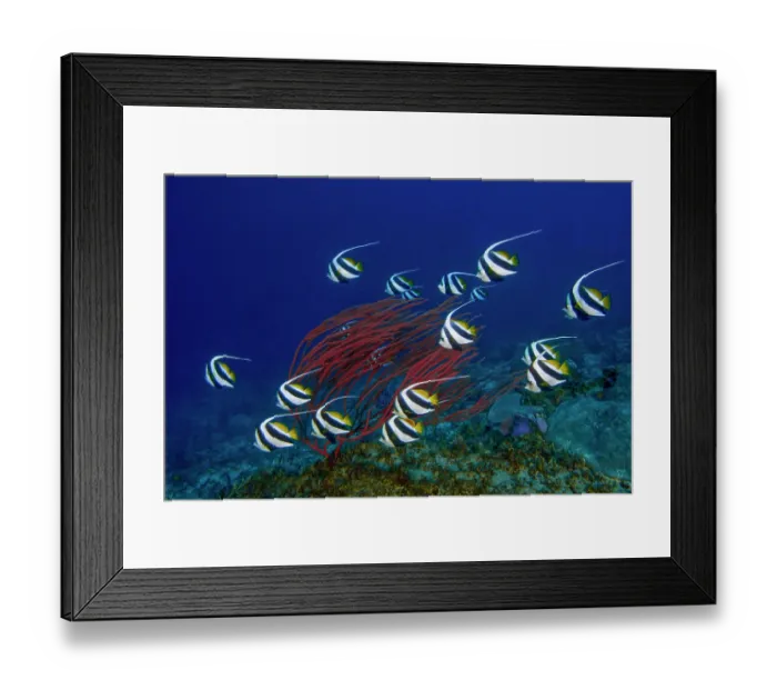 Framed Print : Schooling Bannerfish (Heniochus diphreutes) swimming past Red whip coral (Ellisella sp.), Raja Ampat, Indonesia, Pacific Ocean Framed Print : Schooling Bannerfish (Heniochus diphreutes) swimming past Red whip coral (Ellisella sp.), Raja Ampat, Indonesia, Pacific Ocean