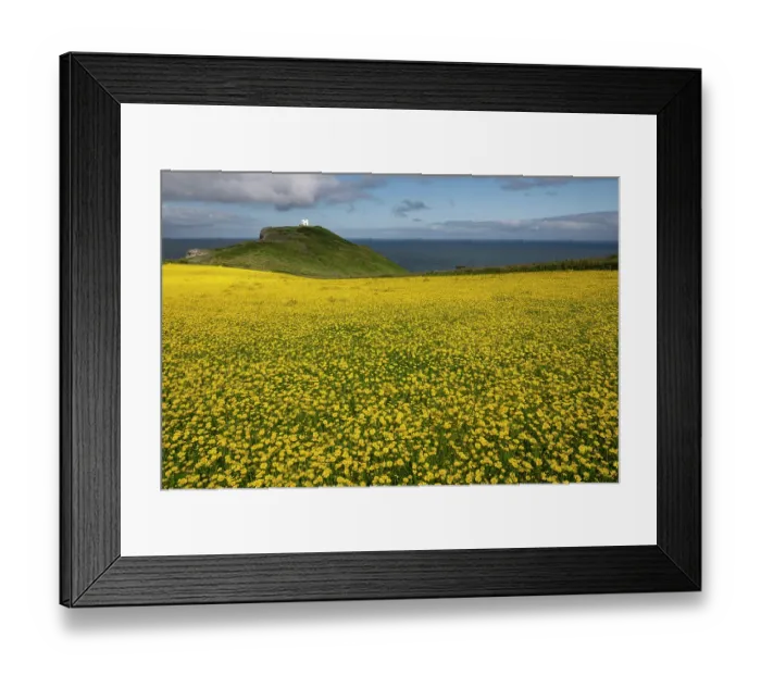 Framed Print : Corn marigolds (Chrysanthemum segetum) in flower, Forrabury Stitches, Boscastle, Cornwall, England, UK. July Framed Print : Corn marigolds (Chrysanthemum segetum) in flower, Forrabury Stitches, Boscastle, Cornwall, England, UK. July