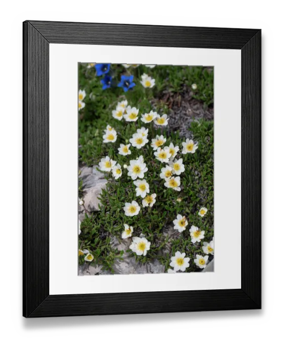Framed Print : Mountain avens (Dryas octopetala) in flower, Dolomites, Italy. June Framed Print : Mountain avens (Dryas octopetala) in flower, Dolomites, Italy. June