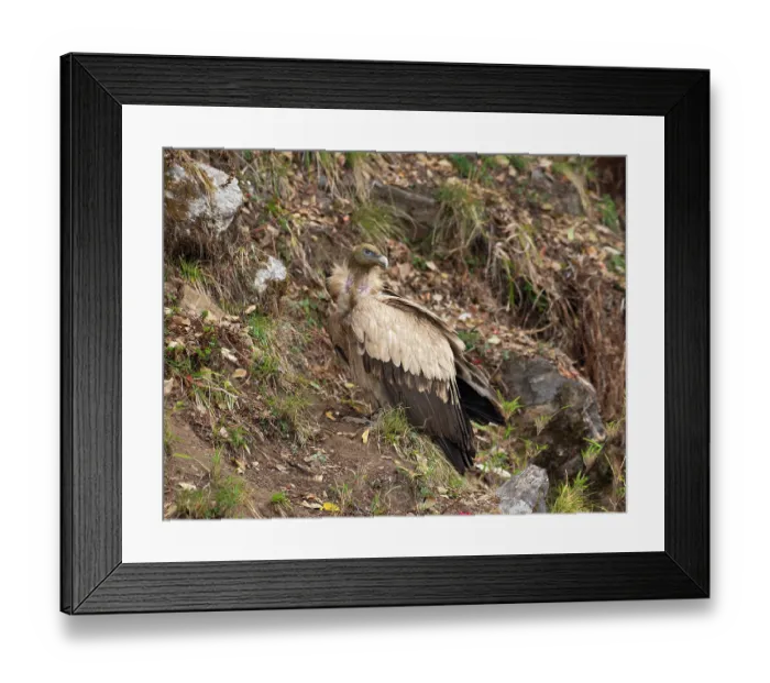 Framed Print : Himalayan griffon (Gyps himalayensis) perched among rocks, enroute to Munsiari, Uttarkahand, India Framed Print : Himalayan griffon (Gyps himalayensis) perched among rocks, enroute to Munsiari, Uttarkahand, India