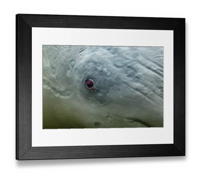 Framed Print : Beluga whale (Delphinapterus leucas) eye detail, Churchill River, Manitoba, Canada