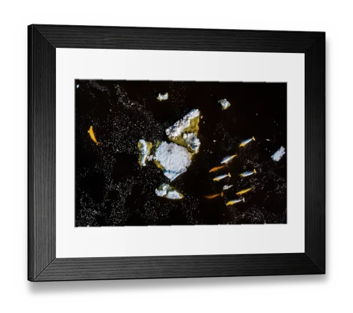 Framed Print : Aerial view of Beluga whales (Delphinapterus leucas) hunting among sea ice as it breaks up in late spring, Hudson Bay, Manitoba, Canada Framed Print : Aerial view of Beluga whales (Delphinapterus leucas) hunting among sea ice as it breaks up in late spring, Hudson Bay, Manitoba, Canada