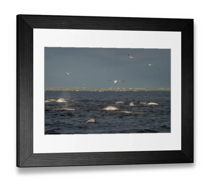 Framed Print : Pods of Beluga whales (Delphinapterus leucas) and flocks of birds including gulls and Arctic terns (Sterna paradisaea) hunting Capelin (Mallotus villosus), Churchill River Framed Print : Pods of Beluga whales (Delphinapterus leucas) and flocks of birds including gulls and Arctic terns (Sterna paradisaea) hunting Capelin (Mallotus villosus), Churchill River
