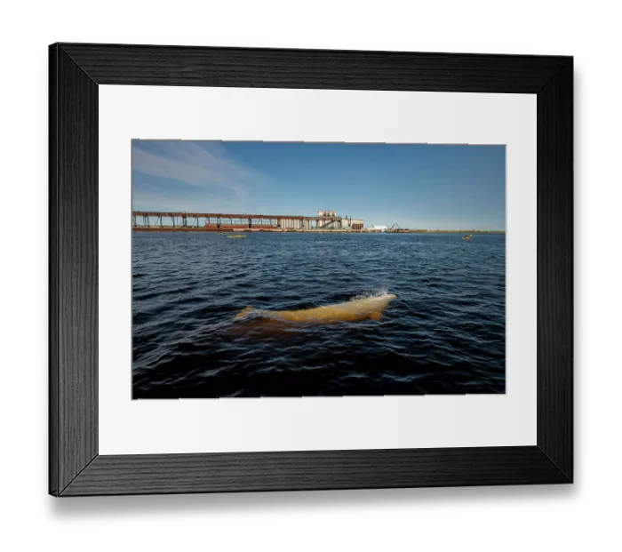Framed Print : Beluga whale (Delphinapterus leucas) surfacing in front of the Port of Churchill, Manitoba, Canada Framed Print : Beluga whale (Delphinapterus leucas) surfacing in front of the Port of Churchill, Manitoba, Canada