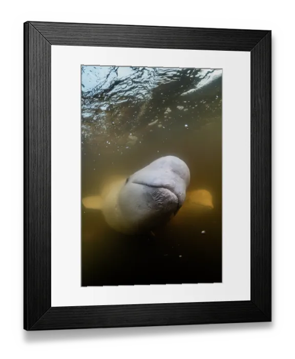 Framed Print : Beluga whales (Delphinapterus leucas) underwater, Churchill River, Manitoba, Canada Framed Print : Beluga whales (Delphinapterus leucas) underwater, Churchill River, Manitoba, Canada