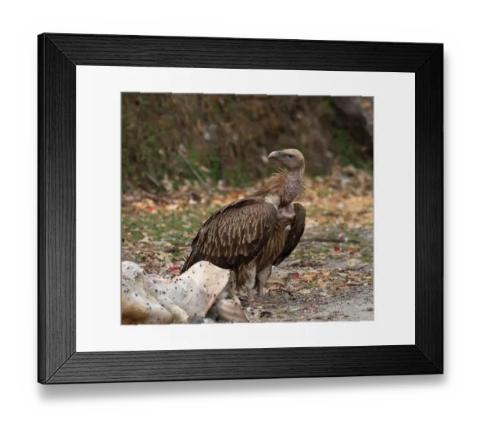 Framed Print : RF - Himalayan griffon ( Gyps himalayensis) standing on the ground, enroute to Munsiari, Uttarkahand, India. (This image may be licensed either as rights managed or royalty free.) Framed Print : RF - Himalayan griffon ( Gyps himalayensis) standing on the ground, enroute to Munsiari, Uttarkahand, India. (This image may be licensed either as rights managed or royalty free.)