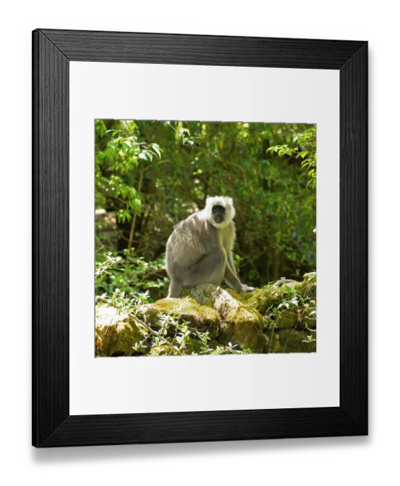 Framed Print : RF - Himalayan langur (Semnopithecus schistaceus) sitting on rocks in forest, Munsiyari, Uttarakhand, India. (This image may be licensed either as rights managed or royalty free.) Framed Print : RF - Himalayan langur (Semnopithecus schistaceus) sitting on rocks in forest, Munsiyari, Uttarakhand, India. (This image may be licensed either as rights managed or royalty free.)