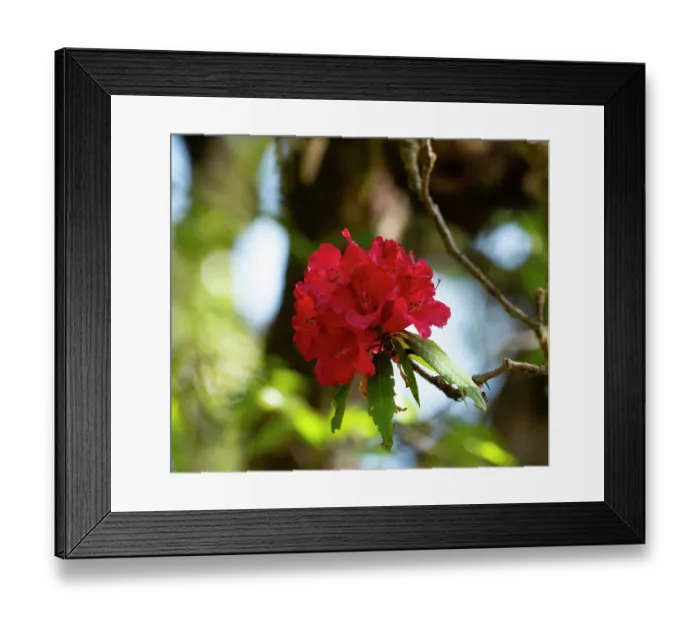 Framed Print : Rhododendron (Rhododendron arboreum) in flower, Uttarkhand, India Framed Print : Rhododendron (Rhododendron arboreum) in flower, Uttarkhand, India