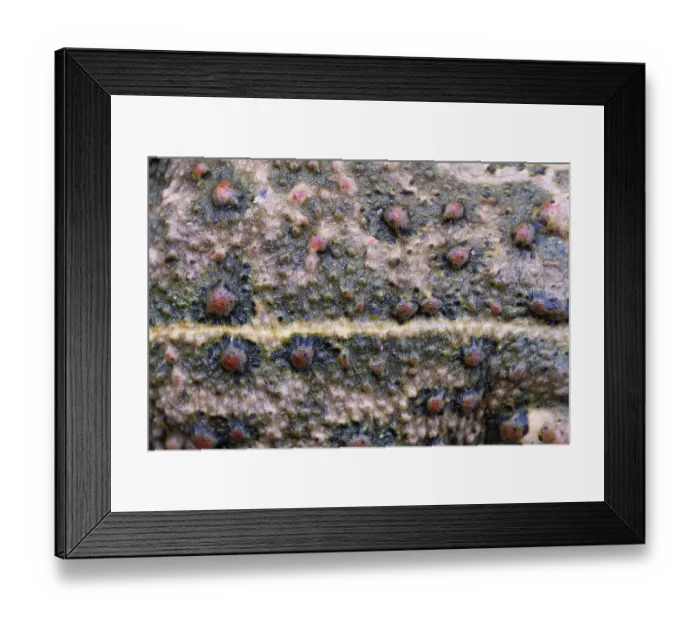 Framed Print : RF - Natterjack toad (Epidalea calamita) close up of skin showing poison glands and vertebral stripe, Millingerwaard, The Netherlands. May Framed Print : RF - Natterjack toad (Epidalea calamita) close up of skin showing poison glands and vertebral stripe, Millingerwaard, The Netherlands. May