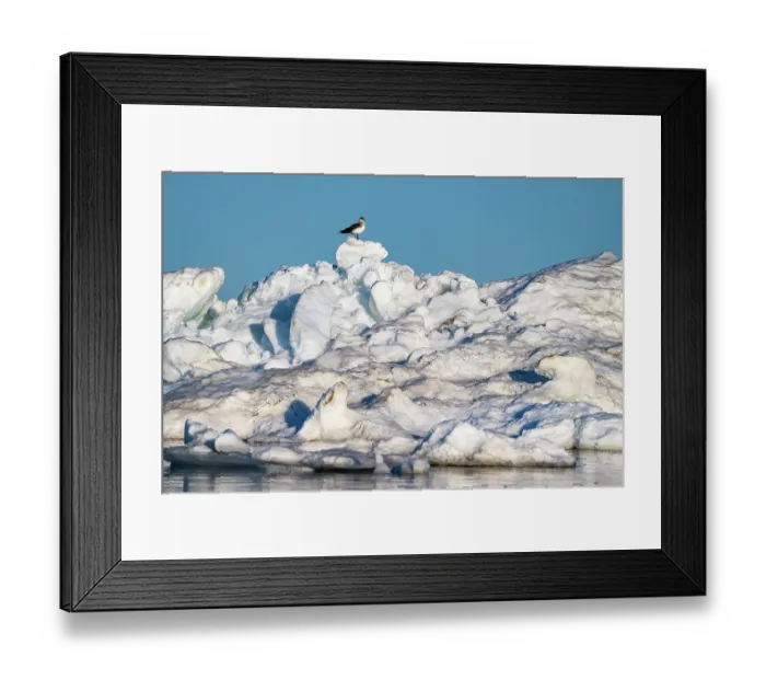 Framed Print : Arctic skua (Stercorarius parasiticus) perched on top of floating ice, Hudson Bay, Manitoba, Canada. Endangered