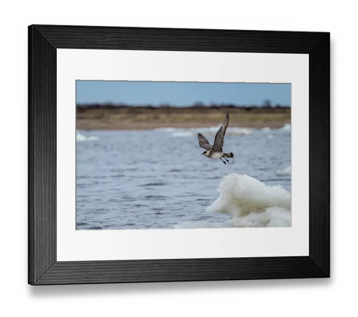 Framed Print : Arctic skua (Stercorarius parasiticus) taking off from floating ice, Hudson Bay, Manitoba, Canada. Endangered