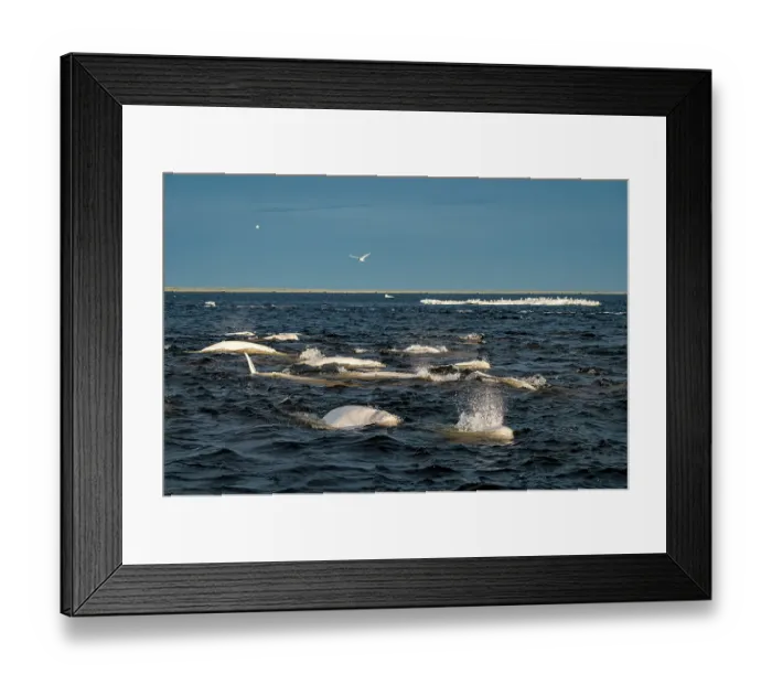 Framed Print : Pods of Beluga whales (Delphinapterus leucas) and flocks of birds including gulls and Arctic terns (Sterna paradisaea) hunting Capelin (Mallotus villosus), Churchill River