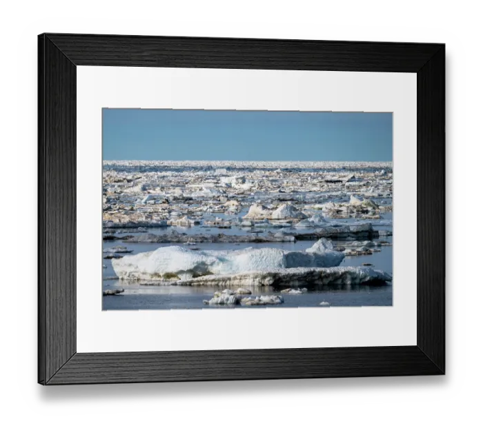 Framed Print : Sea ice breaking up and melting in spring, Hudson Bay near Churchill, Manitoba, Canada. June, 2024